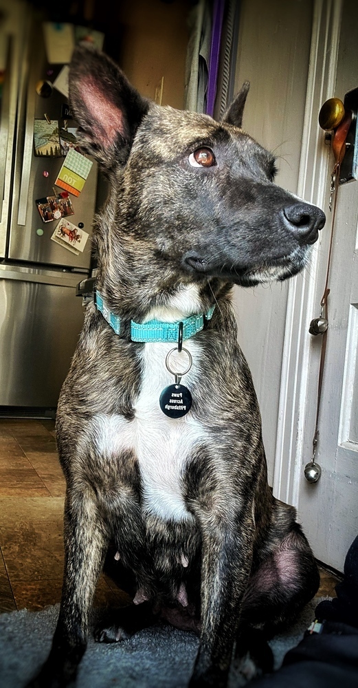 Zuul