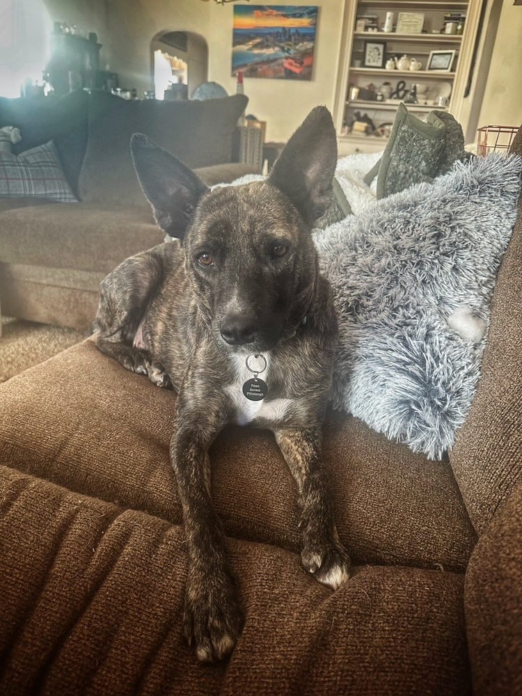 Zuul