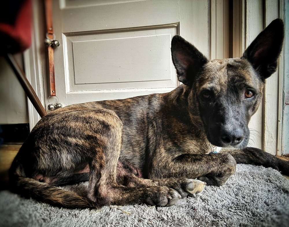Zuul