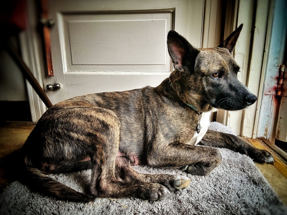 Zuul