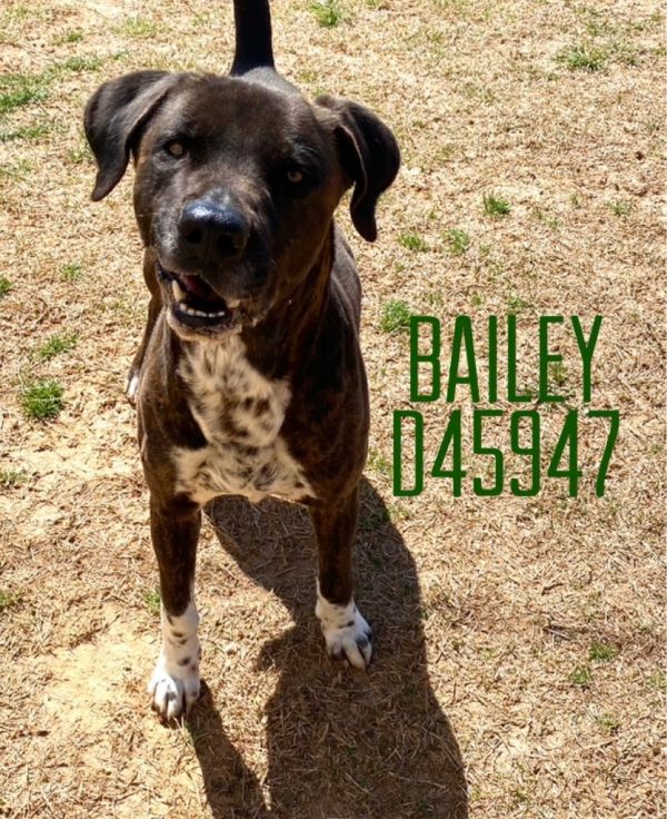Bailey thumbnail 1