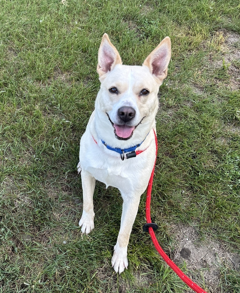 Deogee, an adoptable Pumi in Papillion, NE, 68046 | Photo Image 2