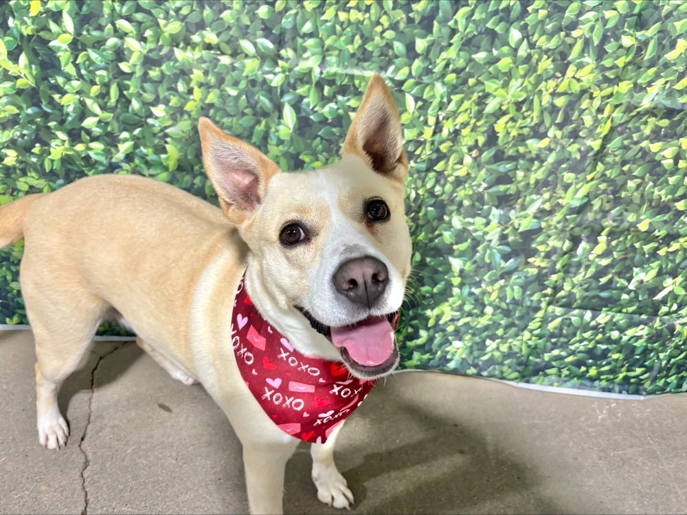 Deogee, an adoptable Pumi in Papillion, NE, 68046 | Photo Image 3