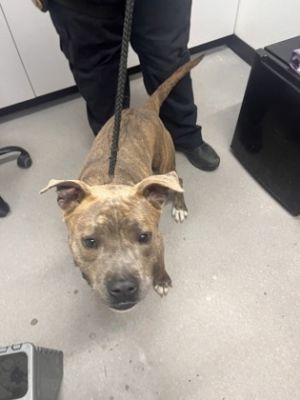 Rufus, Adult Male Mixed Breed
