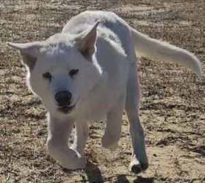 Lewis, Young Male Husky