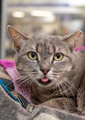 Clammy is a sweet gentle girl with a unique jaw quirk that makes her extra special Shes scheduled
