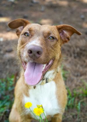 Meet Toffee the queen of cuddles leash walks and just a little harmless bossiness Shes sweet as