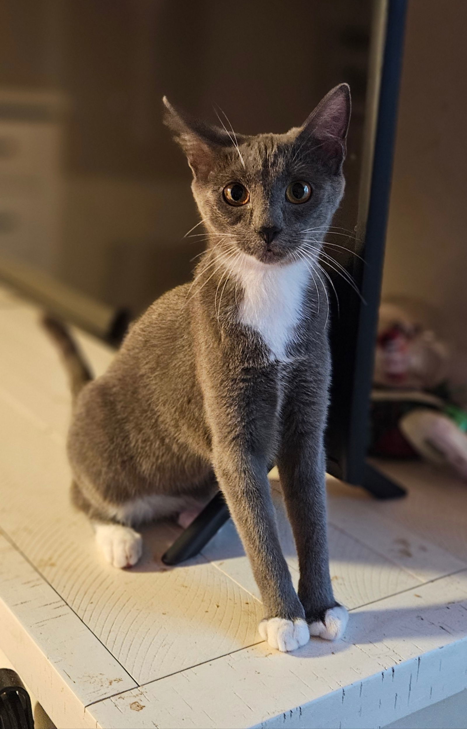 MIKAYLA