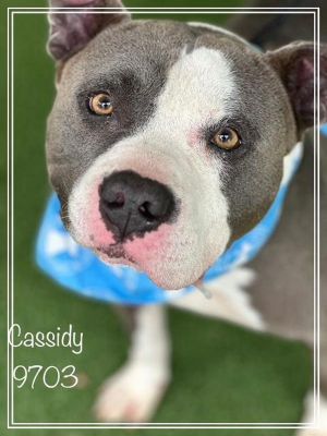Primary Color Grey Secondary Color White Weight 58lbs Age 4yrs 1mths 1wks