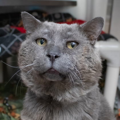 Mr Muffin Scooterpants