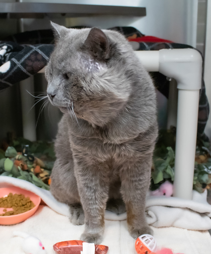 Mr Muffin Scooterpants