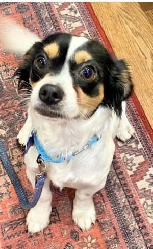 Animal Profile Tyler is an adorable 2 year old 8 lb ChihuahuaSpaniel mix best guess who was re