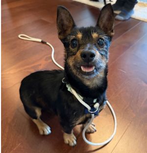Animal Profile Scout is an adorable terrier mix who was rescued from a high kill shelter in Modesto