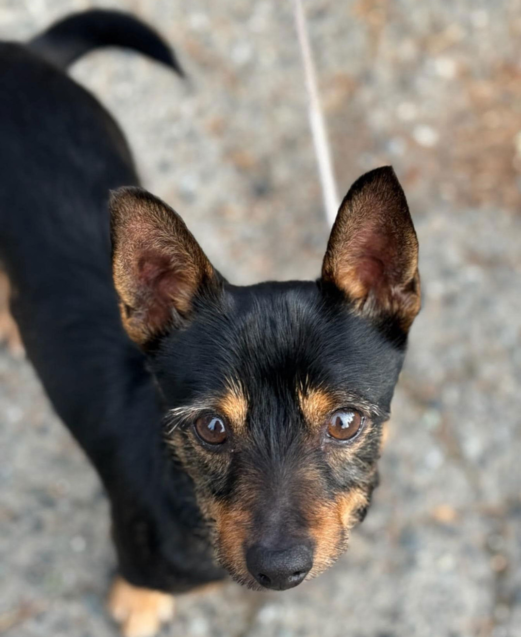 Scout