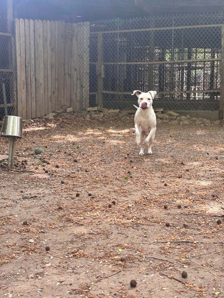 Gucci- FEE WAIVED Foster home needed