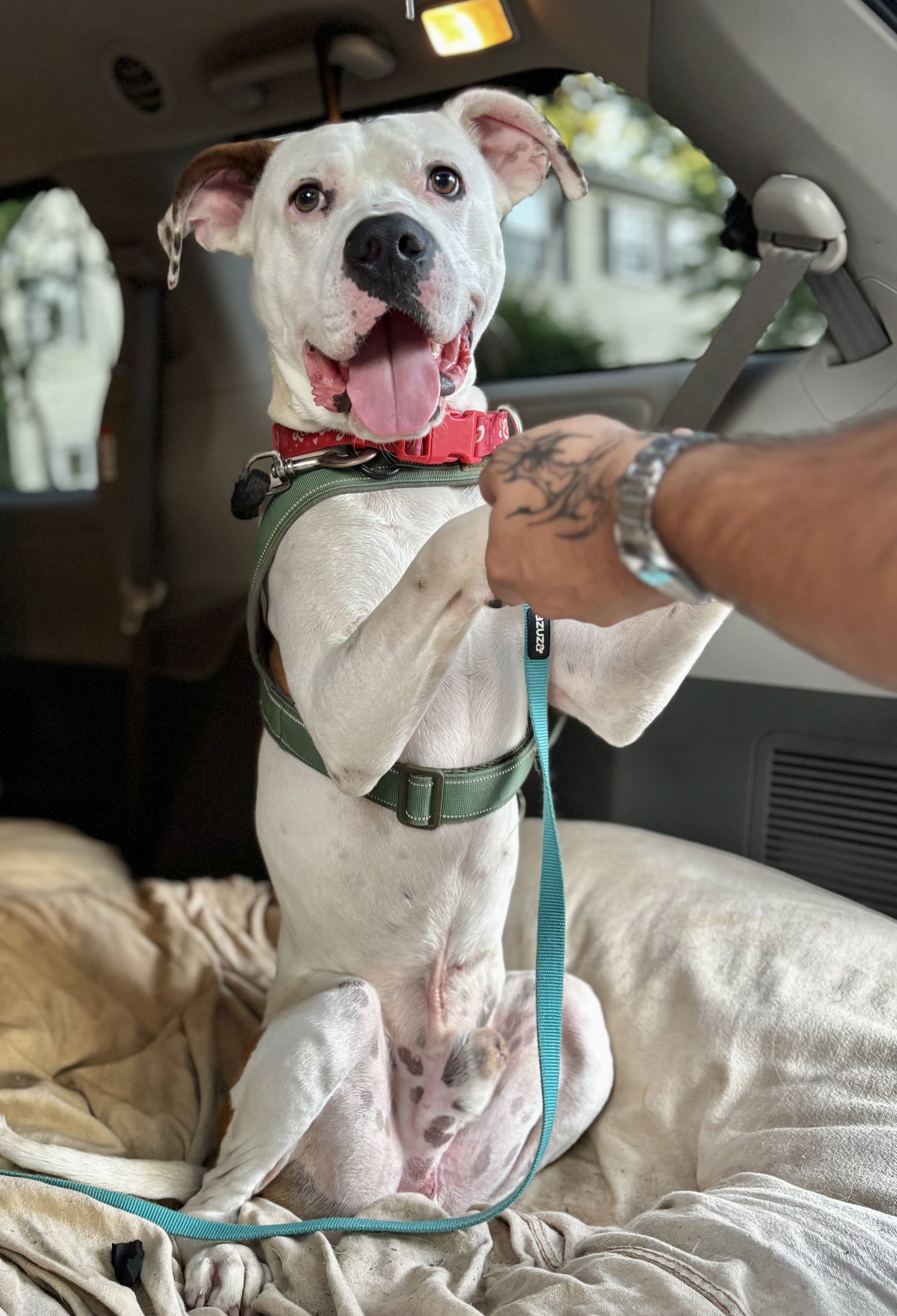 Gucci- FEE WAIVED Foster home needed