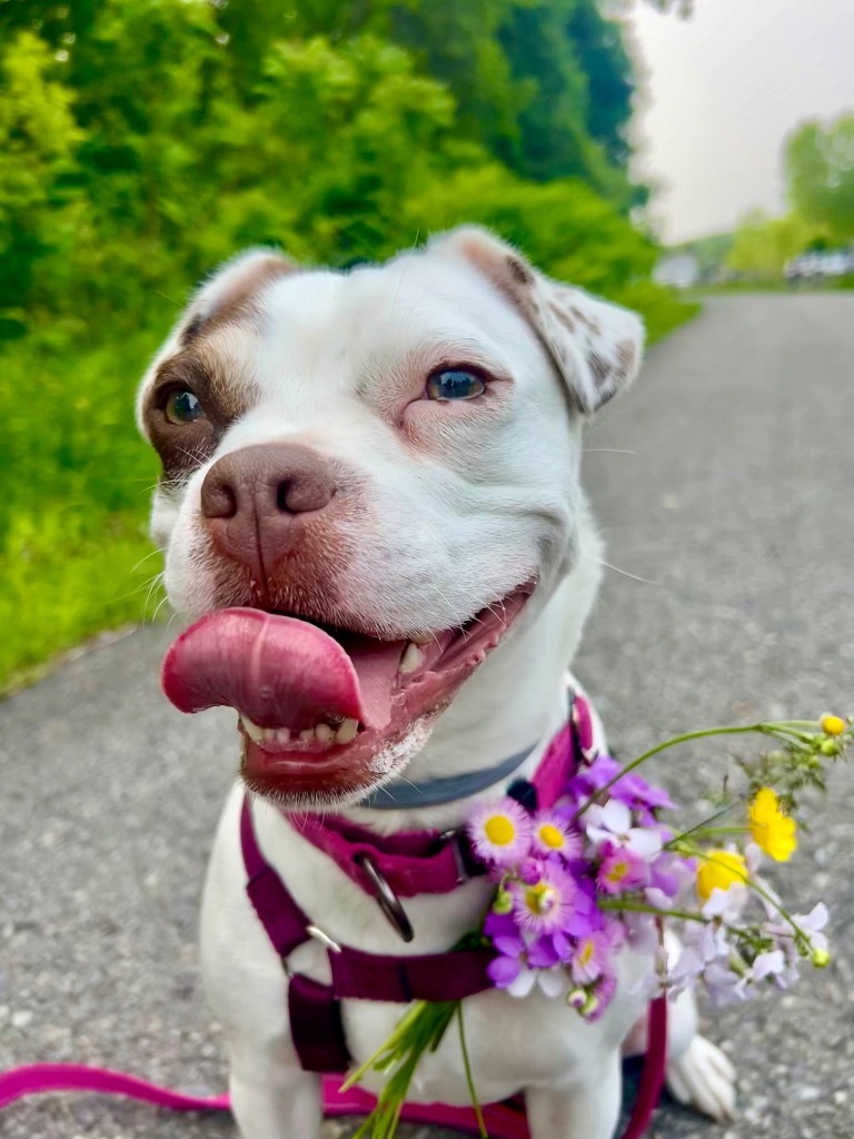 Daisy