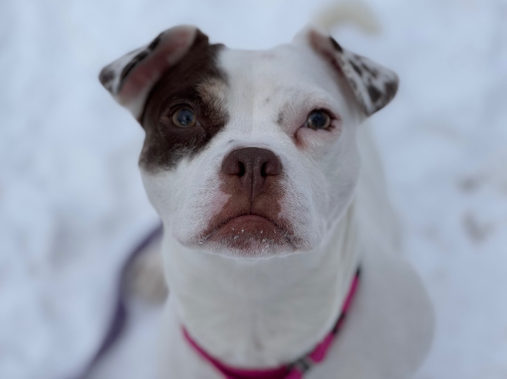 Daisy