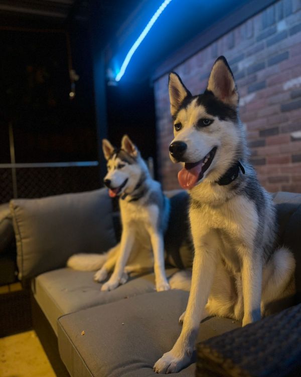 Ryuk (new Digs) thumbnail 2