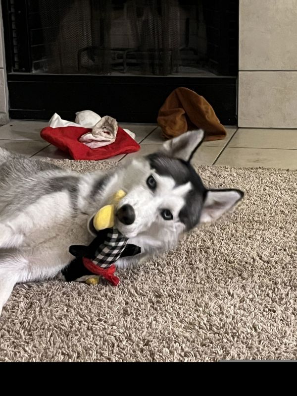 Ryuk (new Digs) thumbnail 3