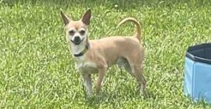 Mio~, Young Male Chihuahua
