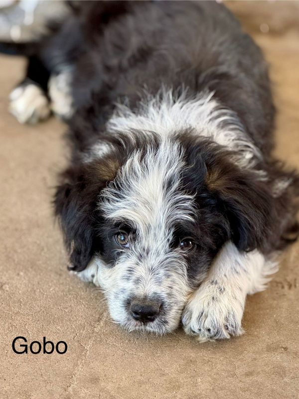 Gobo Fraggle thumbnail 2