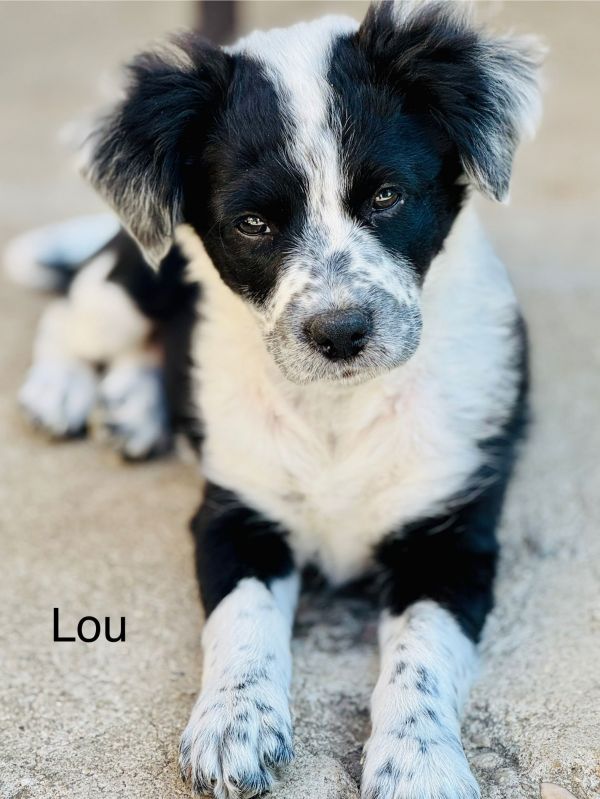 Lou Fraggle thumbnail 2