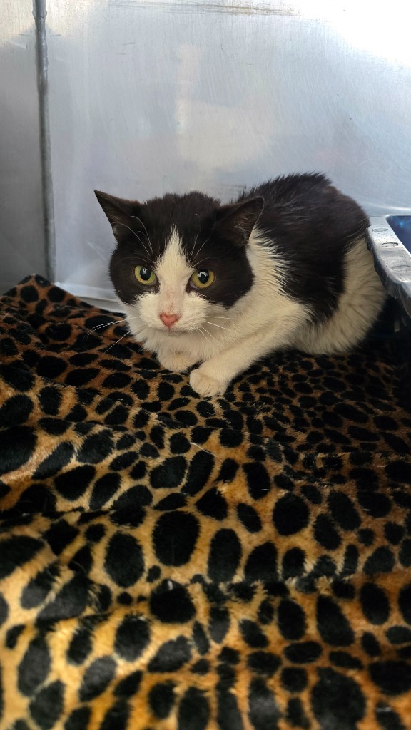 Crickett, an adoptable Domestic Short Hair in Virginia, MN, 55792 | Photo Image 1