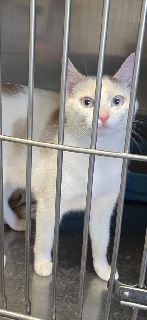 Coachella, an adoptable Domestic Short Hair in Virginia, MN, 55792 | Photo Image 1