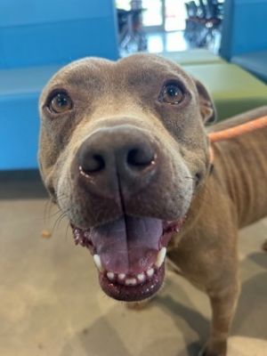 Stud, Adult Male Pit Bull Terrier