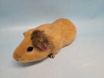 Mr. Cinnamon