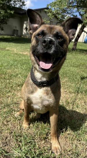 Poncho, Adult Male German Shepherd Dog
