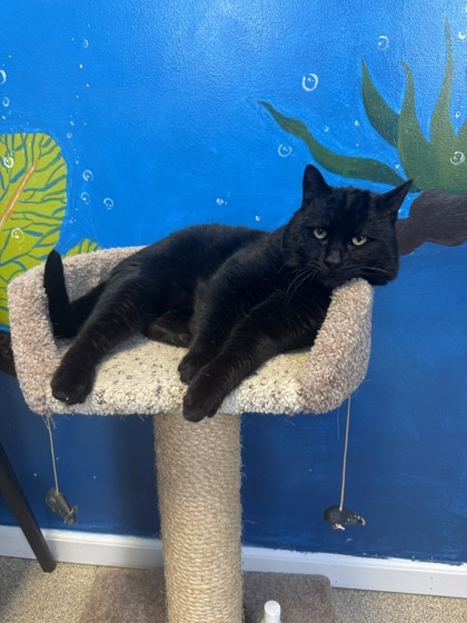 Russell, an adoptable Domestic Short Hair in Harbor Springs, MI, 49740 | Photo Image 1