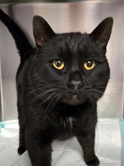 Russell, an adoptable Domestic Short Hair in Harbor Springs, MI, 49740 | Photo Image 2