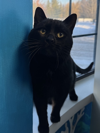 Russell, an adoptable Domestic Short Hair in Harbor Springs, MI, 49740 | Photo Image 3
