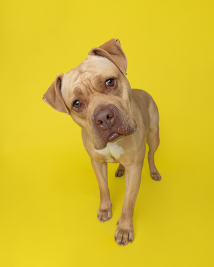 Plum, an adoptable Pit Bull Terrier, Mixed Breed in Harbor Springs, MI, 49740 | Photo Image 1