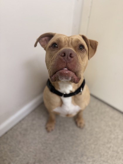Plum, an adoptable Pit Bull Terrier, Mixed Breed in Harbor Springs, MI, 49740 | Photo Image 2