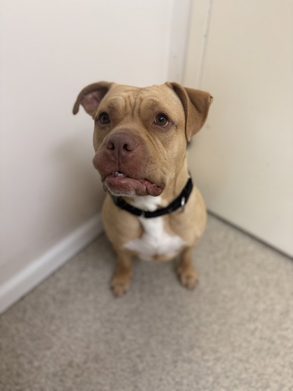 Plum, an adoptable Pit Bull Terrier, Mixed Breed in Harbor Springs, MI, 49740 | Photo Image 3