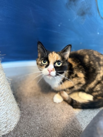 Raja, an adoptable Domestic Short Hair in Harbor Springs, MI, 49740 | Photo Image 1