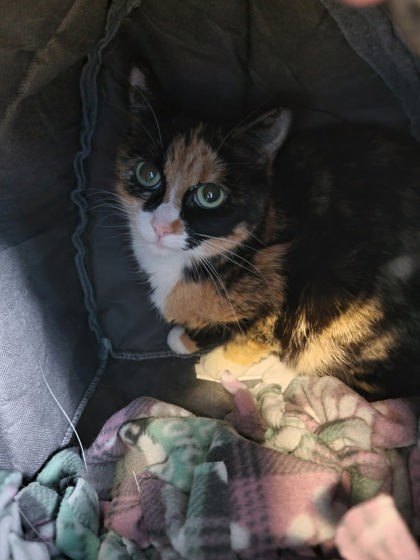 Raja, an adoptable Domestic Short Hair in Harbor Springs, MI, 49740 | Photo Image 2