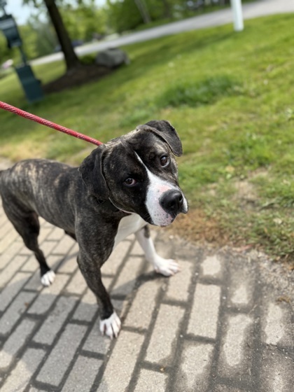 Bandit, an adoptable Pit Bull Terrier, Mixed Breed in Harbor Springs, MI, 49740 | Photo Image 1