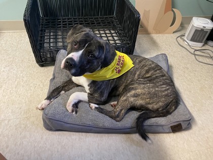 Bandit, an adoptable Pit Bull Terrier, Mixed Breed in Harbor Springs, MI, 49740 | Photo Image 1