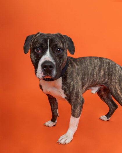 Bandit, an adoptable Pit Bull Terrier, Mixed Breed in Harbor Springs, MI, 49740 | Photo Image 2