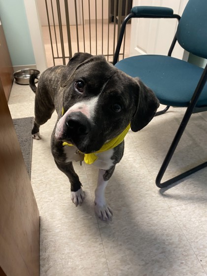 Bandit, an adoptable Pit Bull Terrier, Mixed Breed in Harbor Springs, MI, 49740 | Photo Image 2