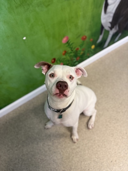 Remington, an adoptable Mixed Breed in Harbor Springs, MI, 49740 | Photo Image 1