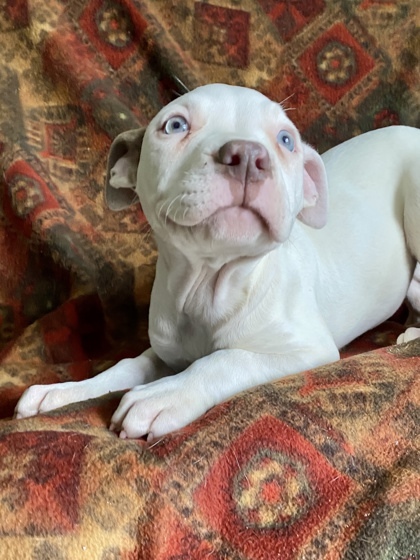Remington, an adoptable Mixed Breed in Harbor Springs, MI, 49740 | Photo Image 2