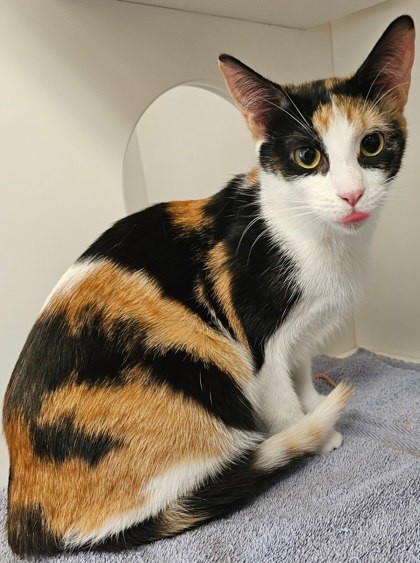 Breanna, an adoptable Domestic Short Hair in Harbor Springs, MI, 49740 | Photo Image 1