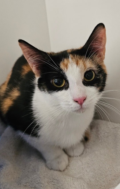 Breanna, an adoptable Domestic Short Hair in Harbor Springs, MI, 49740 | Photo Image 2