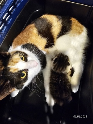Breanna, an adoptable Domestic Short Hair in Harbor Springs, MI, 49740 | Photo Image 3