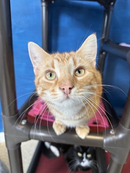 Phoenix, an adoptable Domestic Short Hair in Harbor Springs, MI, 49740 | Photo Image 1